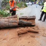 Abbattimento alberi pericolanti nella villetta San Castrense “Rimosso imminente pericolo”