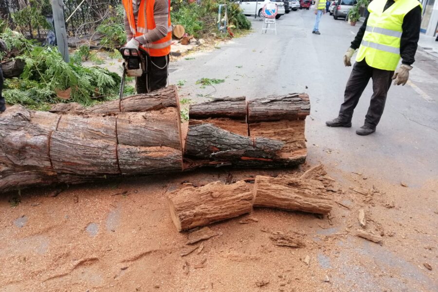 Abbattimento alberi pericolanti nella villetta San Castrense “Rimosso imminente pericolo”