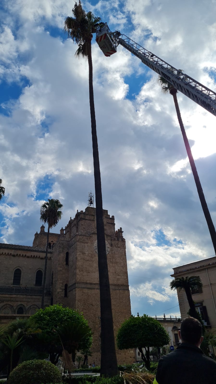 Tagliati i rami secchi delle palme di piazza Vittorio Emanuele