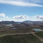 Nuovo successo per il Made in Sicily : l’olio siciliano conquista riconoscimenti