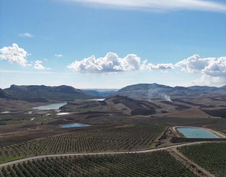 Nuovo successo per il Made in Sicily : l’olio siciliano conquista riconoscimenti