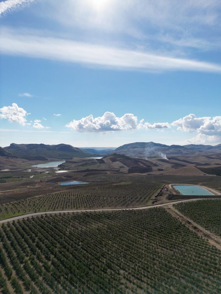 Nuovo successo per il Made in Sicily : l’olio siciliano conquista riconoscimenti