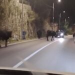 Bovini allo stato brado: tavolo tecnico al Comune con prefettura e forestale per risolvere il problema