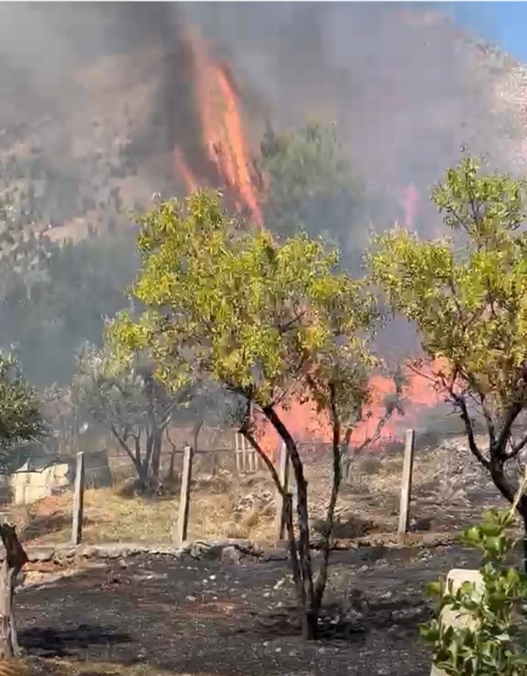 Incendio a San Martino delle Scale: l’assessore Bartolo Belmonte condanna duramente il grave gesto di irresponsabilità